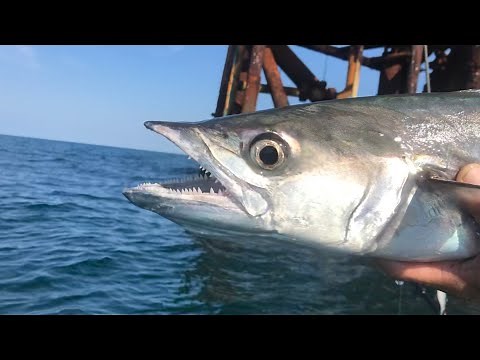 These Fish have Razor Sharp Teeth!