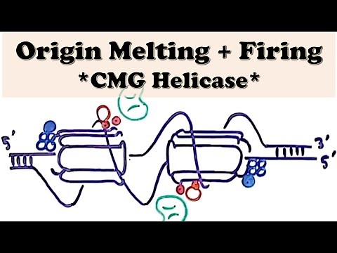 DNA Replication (Eukaryote) INITIATION - Origin Firing - CMG Helicase forms the Replisome