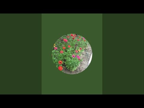 Küçük Bahçem kanalı canlı yayında| SESİS YAYIN