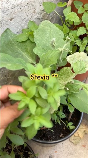 How to grow bountiful Stevia