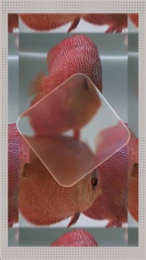 #ikandiscus #ikanhiasairtawar #breedingikandiskus #discusfishlover #discusindonesia🇮🇩