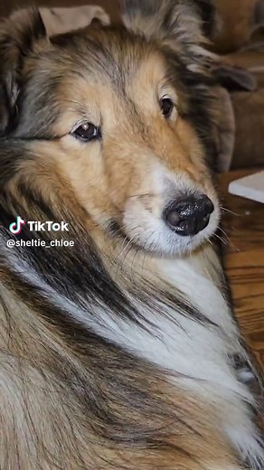 Unveiling the Mystery: The Zipper Dog Story Explained