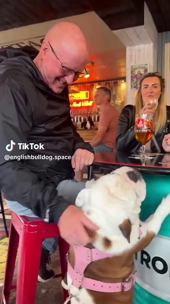 Adorable English Bulldog Kisses for Hettie | Happy Bunny Video