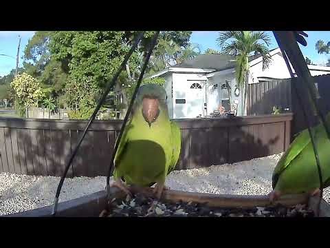 Wild Conures & Quakers, Florida