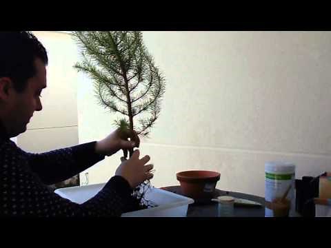 Trasplante de un pino pinea (piñonero)