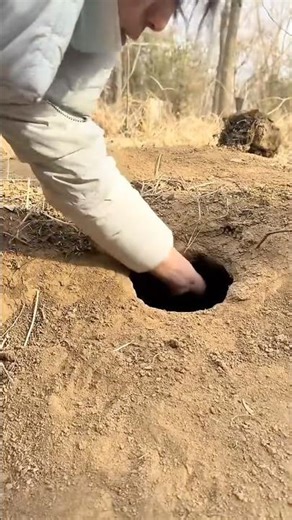 Ravaging a small local dog, cute pet debut plans, dogs, sun em