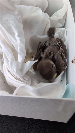 2026年5月14日 巣から落ちたヒナちゃん #birds #birdsong #birdsounds