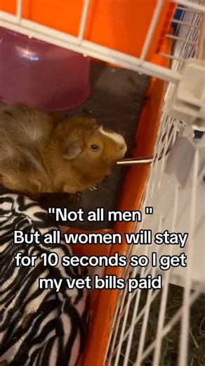 Ombili Guinea Pig shelter 🐹 on Instagram: "Every guniea pig deserves a second chance 🙏🙏 #gunieapigrescue #animallivesmatter #gunieapiglove #petrescue"