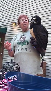 You can’t play BINGOwl without the OWL! Mia, our spectacled owl had a great time with our Social Distance Bingo night. She was a great “caller” and all of our attendees had a Hoot! | World Bird Sanctuary