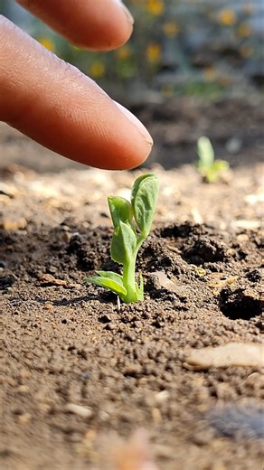 The pea plants have sprouted #nature #farming #peaplants #shorts