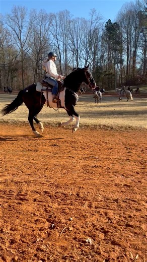 Sneak Peek 👀 | Free Spirit Equestrian