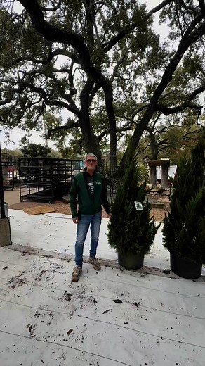 The Great Outdoors | Hollywood Juniper (Juniperus chinensis 'Torulosa') is a striking evergreen known for its twisted, sculptural branches and dense, blue-green... | Instagram