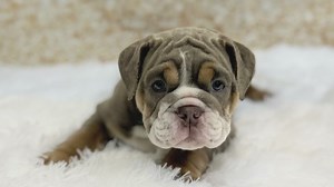 Puppy worth over $6,000 stolen from Parma Petland