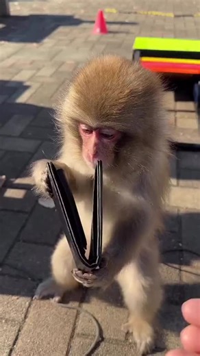 Devil (@devilwithwingsdev)’s videos with original sound - Devil