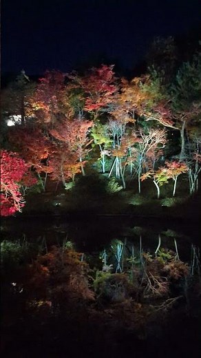 20241205 京都府「高台寺」夜楓，勝軍老師達人帶路日本包車旅遊都會安排旅客賞夜景