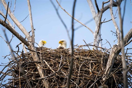 Be Amazed by the Largest Bald Eagle Nest Ever Recorded