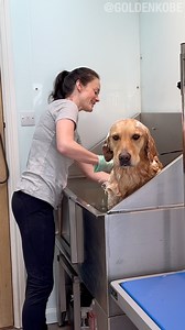 24K views · 966 reactions | Golden Retriever Goes To The Groomers! | The Golden Kobe Family | Facebook
