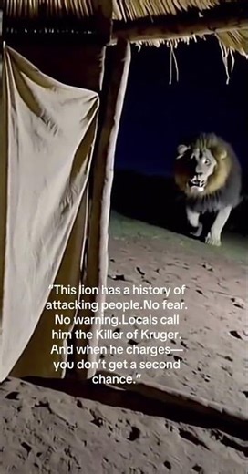 They Call Him 'The Kruger Killer'.. The Lion Who Knows No Mercy #animalattack