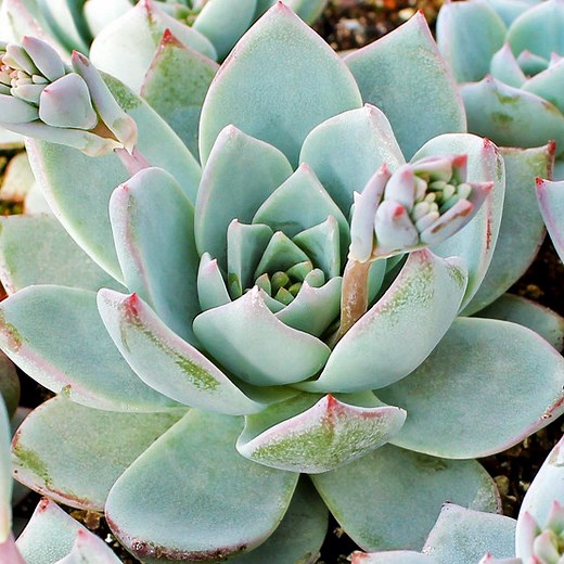 Echeveria peacockii - Peacock Echeveria