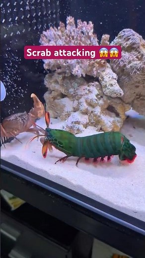 Part-1 Scrab attacking😱😱#ytshorts #trending #viralvideo #subscribe #sea #ocean #animals #attacking