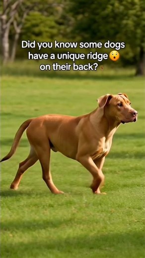 Rhodesian Ridgeback Dog Facts | Amazing Dog Breed #RhodesianRidgeback#DogFacts#DogBreeds#AnimalFacts