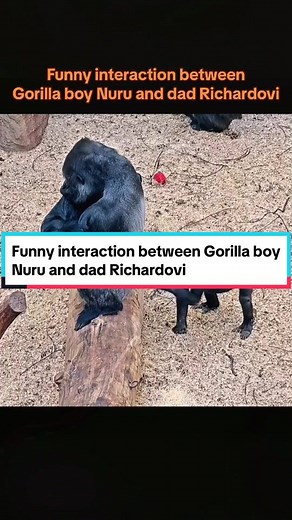 Praha Zoo: Funny Interaction Between Gorilla Boy Nuru and Dad Richardovi