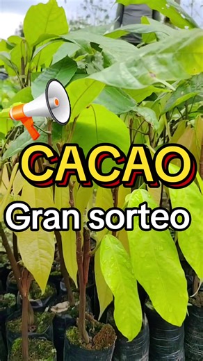 CACAO, hoy el gran soteo 🔥🌱 Donde nace la producción, la calidad y el futuro del agricultor 💪🌾 🌳 Especialistas en cacao de alto rendimiento ✅ CCN-51 certificado ✅ Plantas vigorosas y seleccionadas ✅ Mayor producción y rentabilidad 🚨 HOY GRAN SORTEO 🚨 🎁 Kit de insumos agrícolas 🎁 Plantitas de cacao de alto rendimiento Porque en Vivero La Siembra Futura 👉 Sembramos hoy, cosechas mañana 📢 Síguenos, participa y gana 🌱 La Siembra Futura – Producción que sí da resultados #cacao #viverolasi