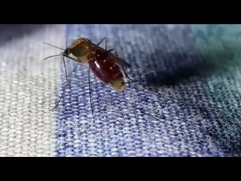 Mosquito pooping