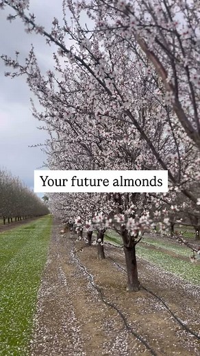 Beautiful blossoms anyone? We’ve got this! Did you know California produces 100% of the United States almonds? 📸: Orchards in Stanislaus and Yolo Counties #learnaboutag #agintheclassroom #agliteracy #cagrown #teachers #students #California #agriculture #almonds | California Foundation for Agriculture in the Classroom (CFAITC)