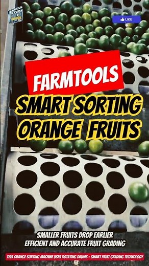 This Orange Sorting Machine Uses Rotating Drums – Smart Fruit Grading Technology