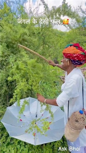 जंगल के देसी फल 😘 #desi #food #rajasthan #khana #roti #youtubeshorts #villagelife #reel #shorts
