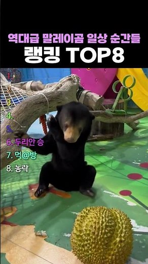 역대급 말레이곰 일상 순간들