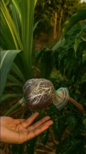 Simple Air-Layering Using a Bag & Soil | Fast Rooting Technique for Fruit Trees #farminglife