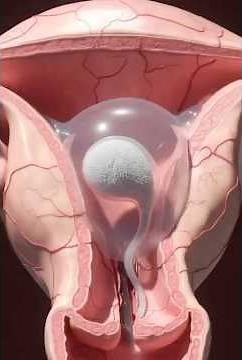 Human Development: The Earliest Stage Explained Visually