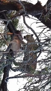 Leopard behaviour of enjoying its meal up in the tree to reduce competition from other predators like hyenas and lions. For inquiry and booking Email: info@ovacadoadventures.com WhatsApp: 256757302198 Website : www.ovacadoadventures.com #masaimara #privatesafari #vacation #nature #traveleithkisembo #visituganda #creatingmemories #travelphotography📷 #serengetinationalpark #rivernile #Jinja #waterrafting #queenelizabethnationalpar #bwindi #queenelizabeth #ovacadoadventures | Ovacado Adventures