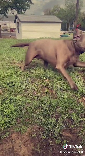 Silver Lab or Meth Lab? #dogsofttiktok #silverlab #crackhead #florida #fyp