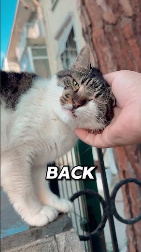 How to Speak Cat 2 Secrets You MUST Know!