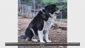 Greek Shepherd Dog Review: Pros and Cons of This Loyal Breed