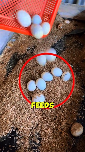 Paid Feed vs SECRET Bug Hack 😳