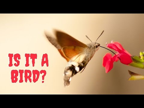 Moth that looks like a hummingbird!!! Have You Ever Seen A Hummingbird Hawk Moth?