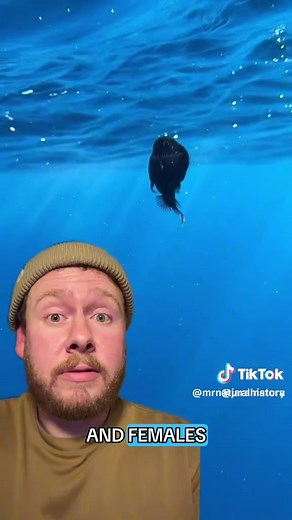 Understanding the Anglerfish: Size and Facts
