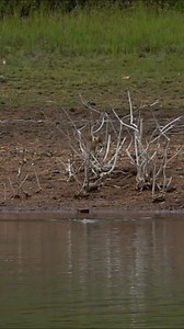 Bem te vi Goleiro 😁 | Maicon Bianchi