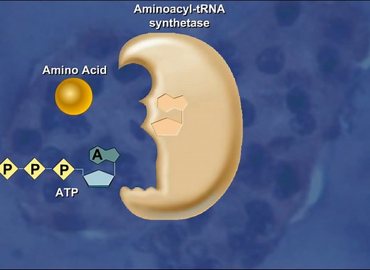 Aminoacyl tRNA synthetase [HD Animation]