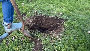 I hope you find this video helpful! You can learn more about bare root fruit and trees and shrubs at Food Forest Nursery at the link below. Order now and save 10% with code learntogrow10: ➡️ https://foodforestnursery.com/?sld=learntogrow As an affiliate, I receive compensation for your purchase. Thank you so much for your support!🙏🏽❤️ #foodforest #backyardgarden #backyardorchard #fruitgardening #organicgarden #growyourownfood #growfood #fruittrees | Learn To Grow