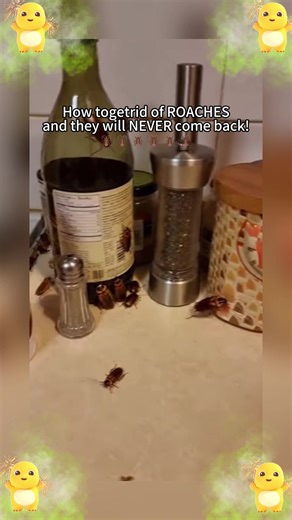 Effective Cockroach Control Solutions for Every Home