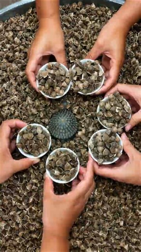 Discover How Dried Moringa Pods Produce Valuable Seeds!! #shorts #plants #farming