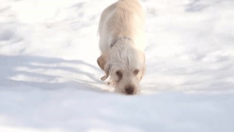clip-4007618313-puppy-hunting-dog-sniff-snow
