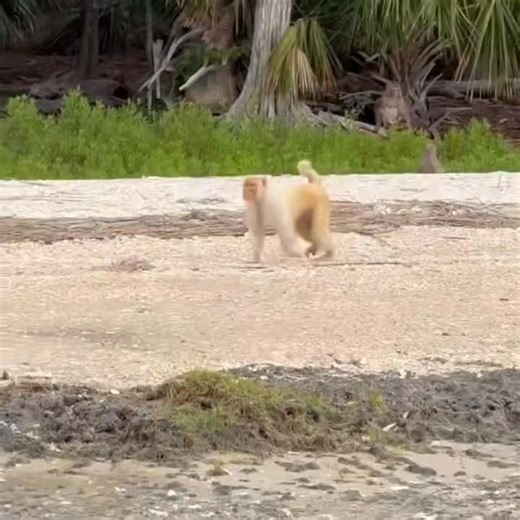 Check out some cool video Of the monkeys on Morgan Island Just hanging out and doing things that monkeys do. Love this!! 🐒 #beaufortsc #monkeyisland #bftseaislands 🎥 Andrew Dudley | Explore Beaufort, SC