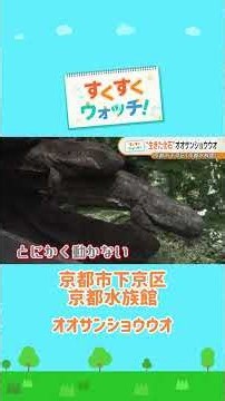 The Mysterious "Living Fossil": The Japanese Giant Salamander | Kyoto Aquarium #shorts #YomiuriTV...