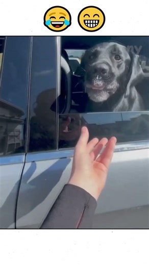 the best funny animals 14